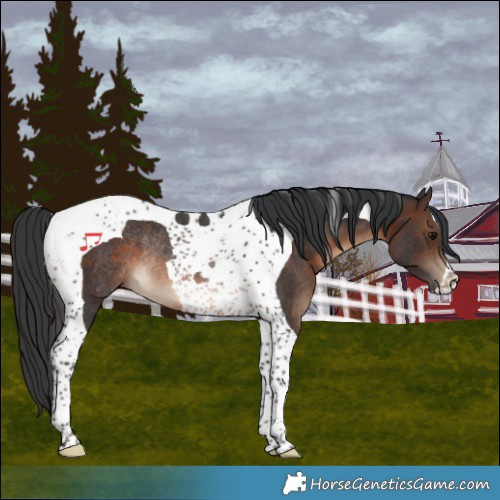 Horse Color:Brown Tobiano Rabicano 