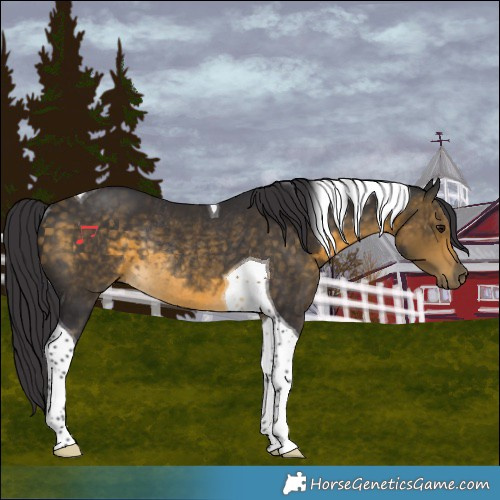 Horse Color:Buckskin Tobiano Rabicano