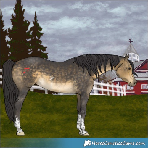 Horse Color:Buckskin Sabino