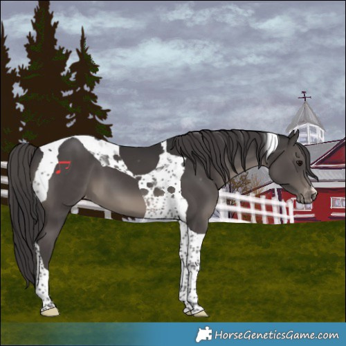 Horse Color:Smoky Black Tobiano Varnish