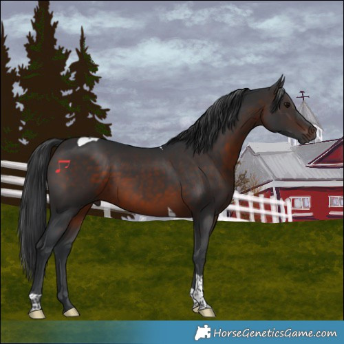 Horse Color:Brown Tobiano