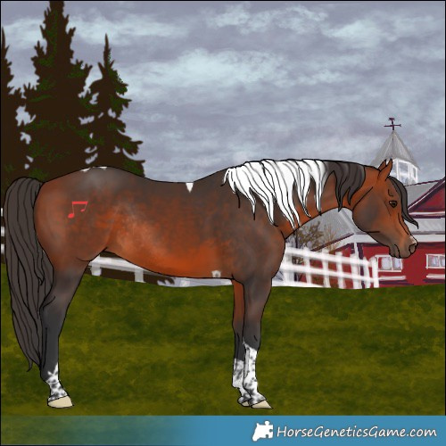 Horse Color:Bay Tobiano Rabicano