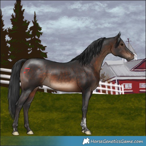 Horse Color:Brown Tobiano 