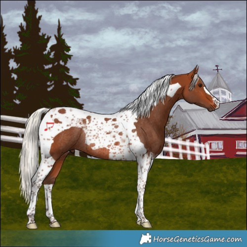 Horse Color:Silver Brown Tobiano Rabicano