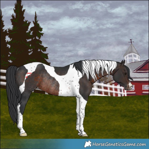 Horse Color:Brown Tobiano Appaloosa Rabicano