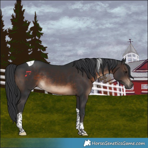 Horse Color:Brown Tobiano Rabicano 