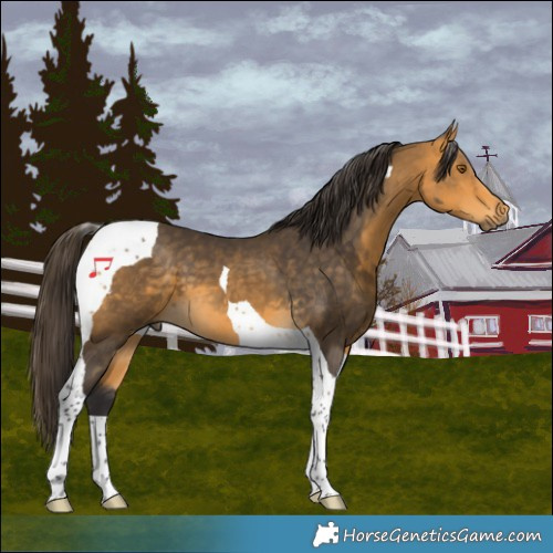 Horse Color:Buckskin Tobiano