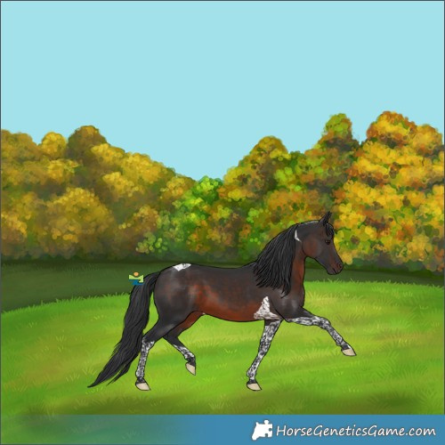 Horse Color:Brown Tobiano
