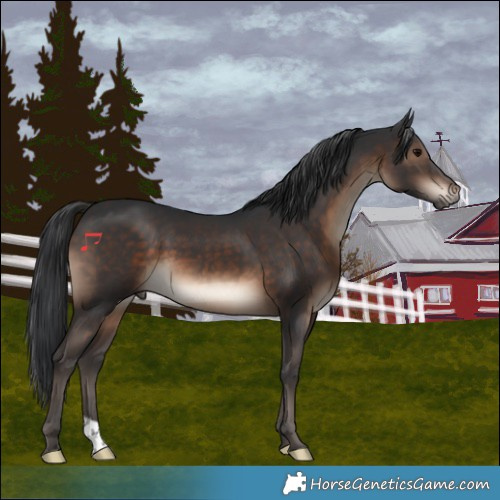 Horse Color:Brown