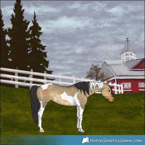 Horse Color:Buckskin Dun Tobiano Varnish Rabicano 