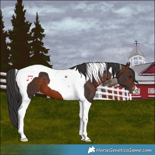 Horse Color:Brown Tobiano Appaloosa 