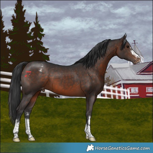 Horse Color:Brown Appaloosa