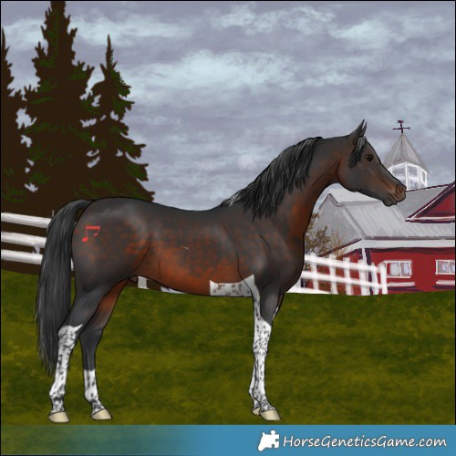 Horse Color:Brown Tobiano