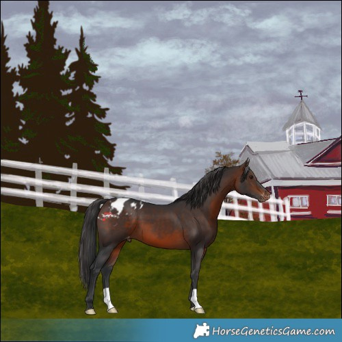 Horse Color:Brown Appaloosa