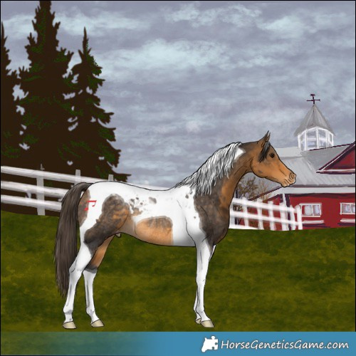 Horse Color:Buckskin Tobiano Appaloosa Rabicano