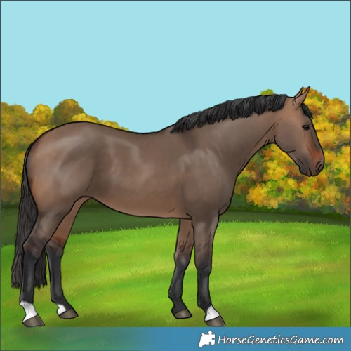 Horse Color:Bay Dun