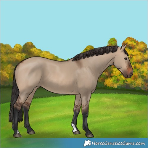 Horse Color:Brown Dun