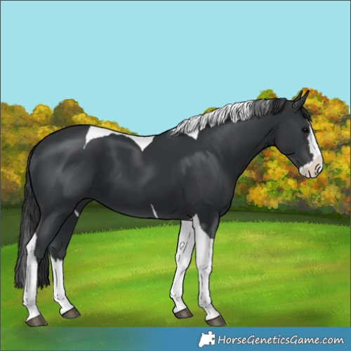 Horse Color:Black Splash Tobiano