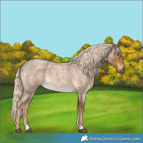 Horse Color:Chocolate Palomino Roan