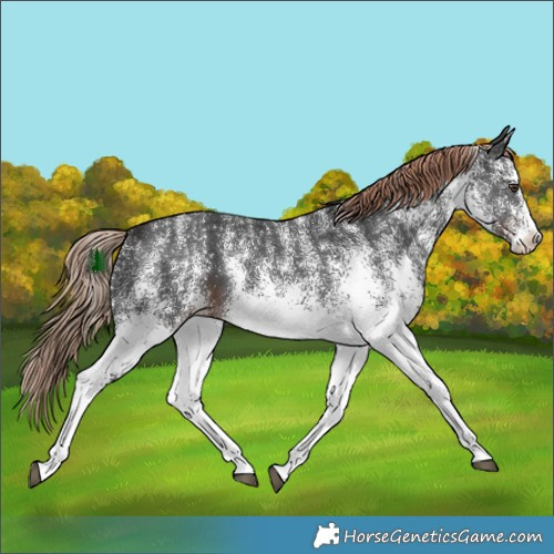 Horse Color:White Spotted Liver Chestnut