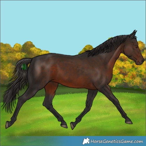 Horse Color:Liver Chestnut 