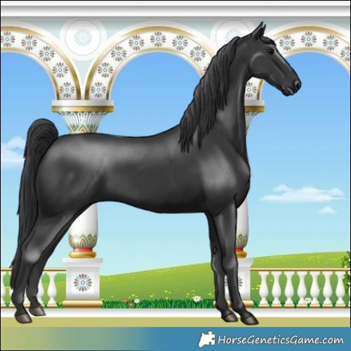 Horse Color:Black 