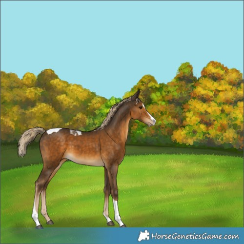 Horse Color:Chocolate Palomino Splash Tobiano 