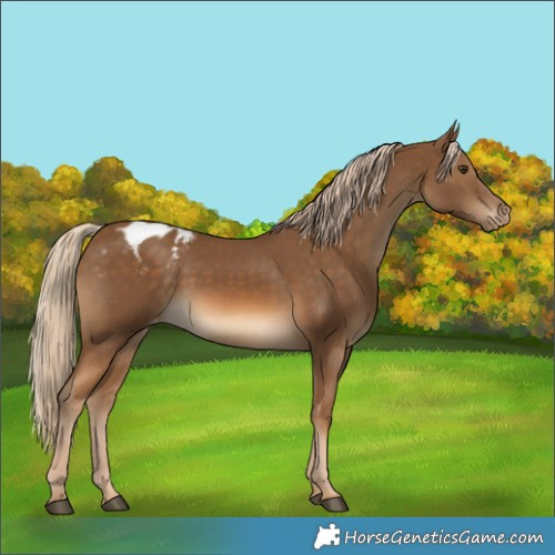 Horse Color:Chocolate Palomino Blanket