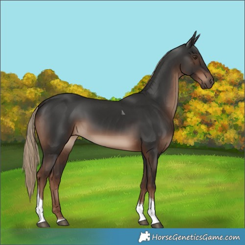 Horse Color:Liver Chestnut Tobiano 