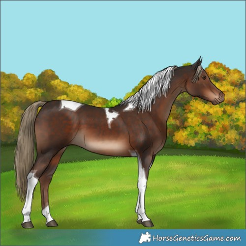 Horse Color:Liver Chestnut Tobiano 