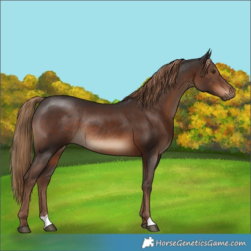 Horse Color:Liver Chestnut Rabicano 