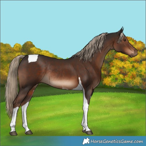 Horse Color:Liver Chestnut Tobiano Rabicano