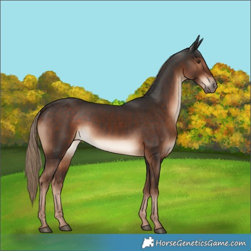 Horse Color:Liver Chestnut Rabicano 