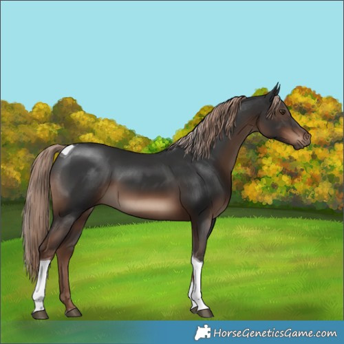 Horse Color:Liver Chestnut Tobiano Rabicano