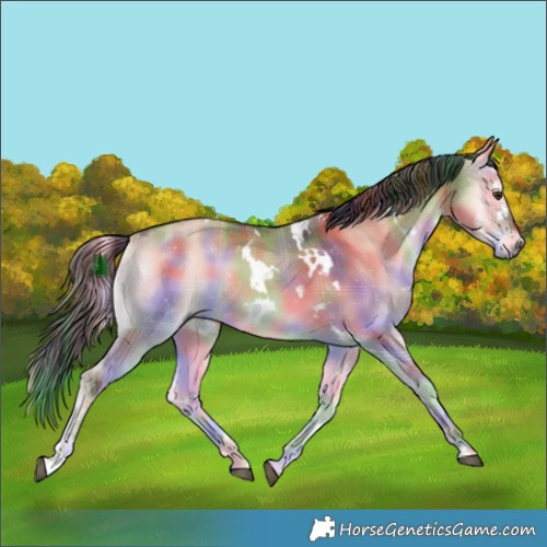 Horse Color:Nacre Plaid White Spotted Liver Red Dun Onyx