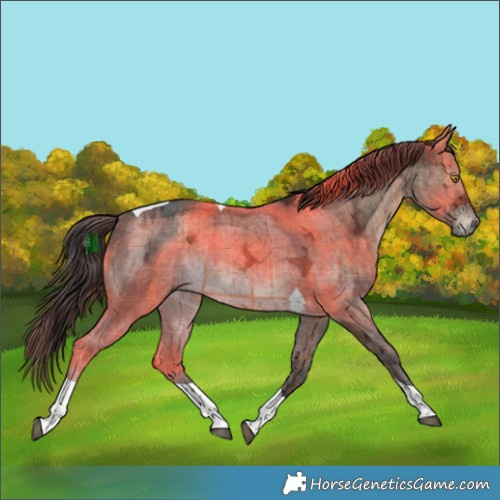 Horse Color:Plaid Brown Ice Dun Tobiano Rabicano Brindle