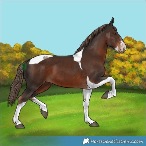 Horse Color:White Spotted Liver Chestnut Tobiano 