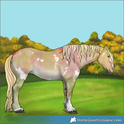 Horse Color:Plaid White Spotted Chocolate Palomino Dun Sabino
