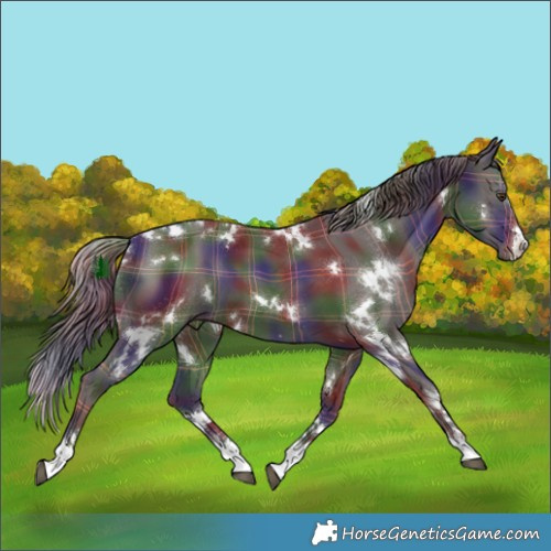 Horse Color:Nacre Plaid White Spotted Liver Chestnut