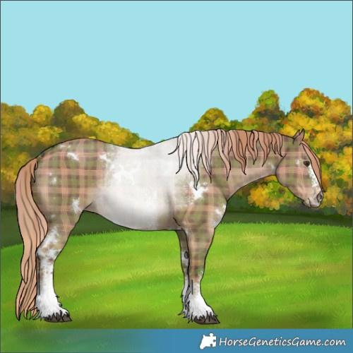 Horse Color:Plaid  White Spotted Liver Red Dun Sabino Rabicano 