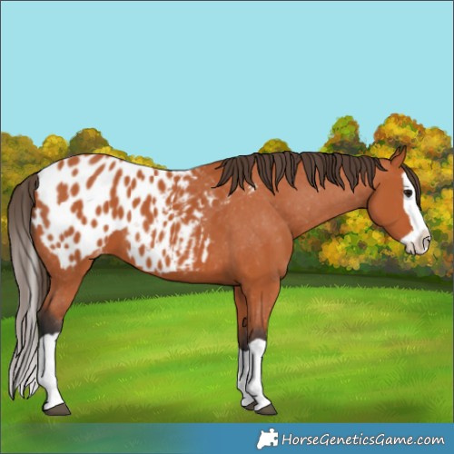 Horse Color:Bay Splash Blanket 