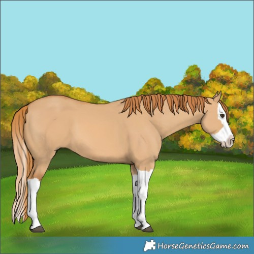 Horse Color:Red Dun Splash 