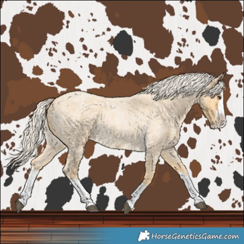 Horse Color:Palomino Roan Splash 