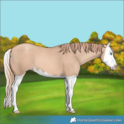Horse Color:Gold Champagne Dun Splash 