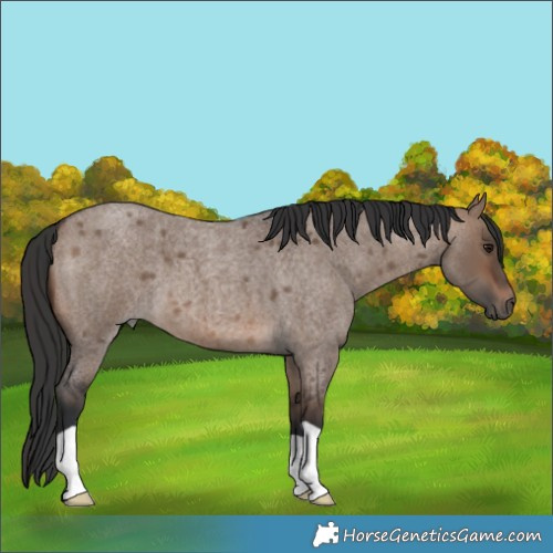 Horse Color:Brown Roan Dun 