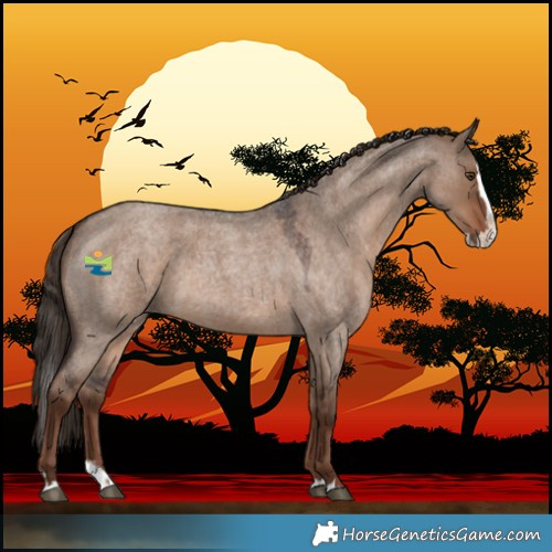 Horse Color:Liver Red Dun Roan Splash 