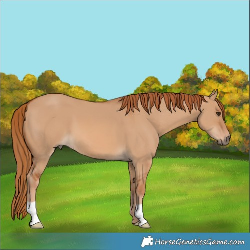 Horse Color:Red Dun