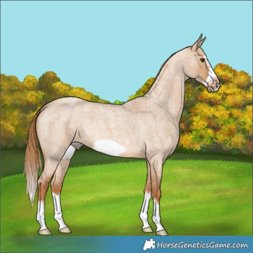 Horse Color:Red Dun Roan Splash Frame Rabicano 
