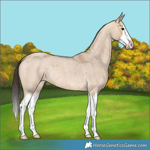 Horse Color:Bay Roan Dun Sabino Splash Rabicano 