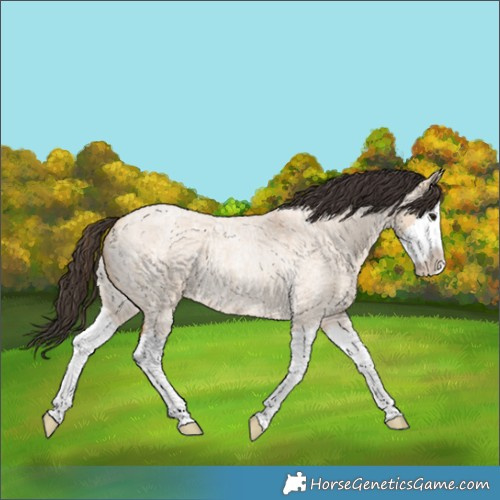 Horse Color:Bay Roan Dun Sabino Splash Rabicano